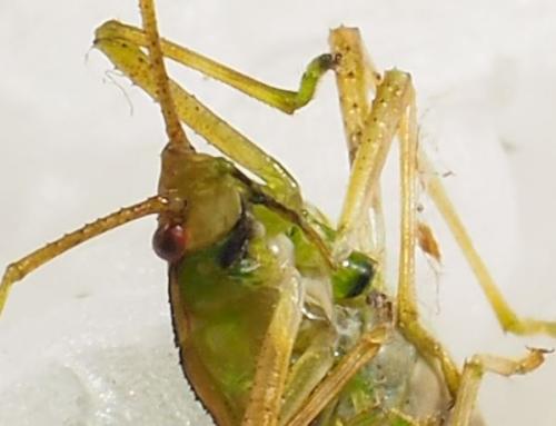 Coreinae